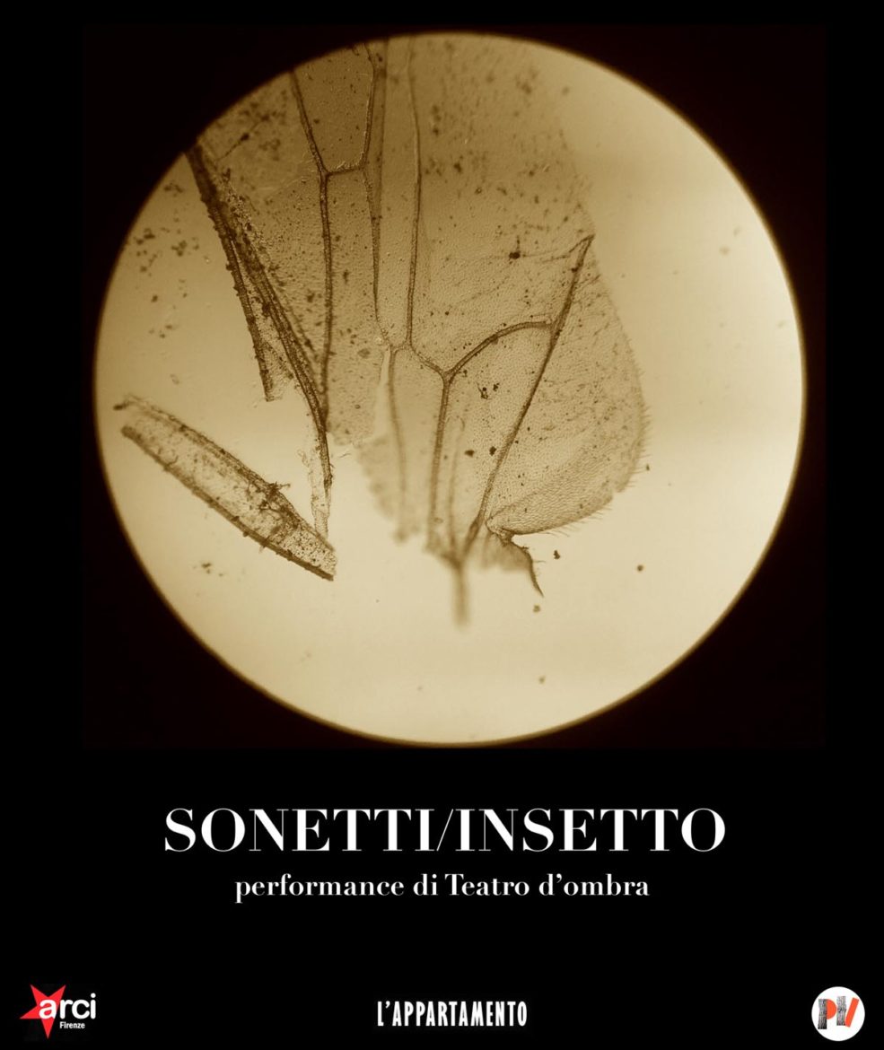 sonetti - insetto